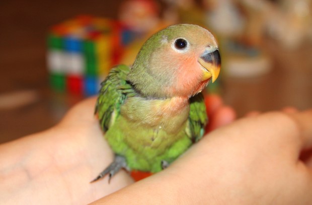 ca92f0_2c3f6ebb4b7974b458cf6a6107ebd92e